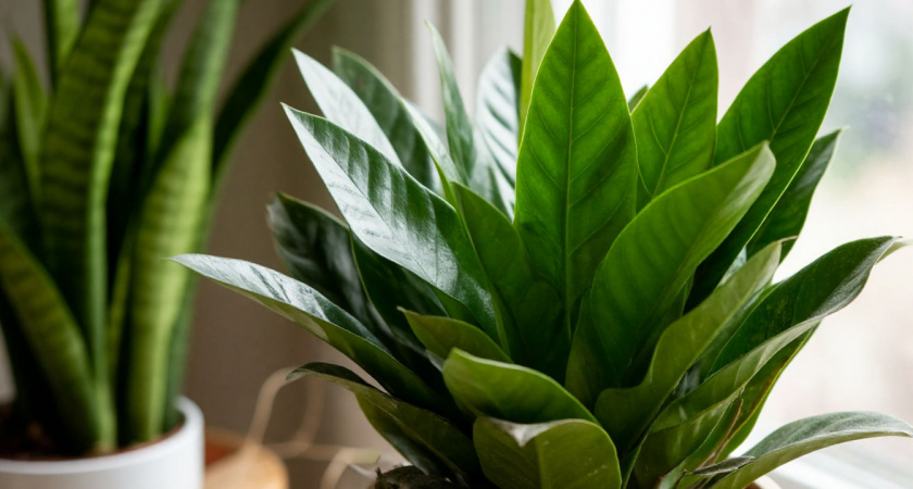 Добавьте 1 колпачок в воду — и долларовое дерево вмиг оживет: проверенный способ заставить замиокулькас цвести