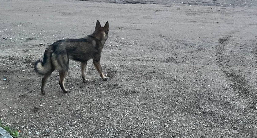 В Воронежском заповеднике бродячие псы насмерть загрызли дикую косулю