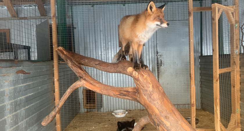 В Лискинском районе зафиксировали случай бешенства