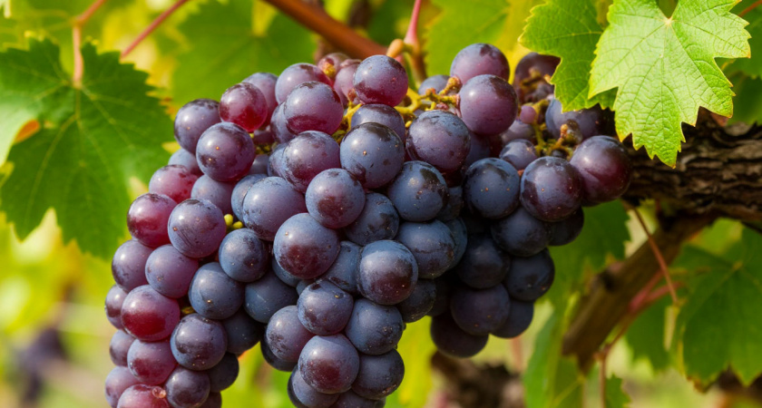 Эта ягода — самая вредная: а мы покупаем ее как лакомство, еще и уговариваем детей есть