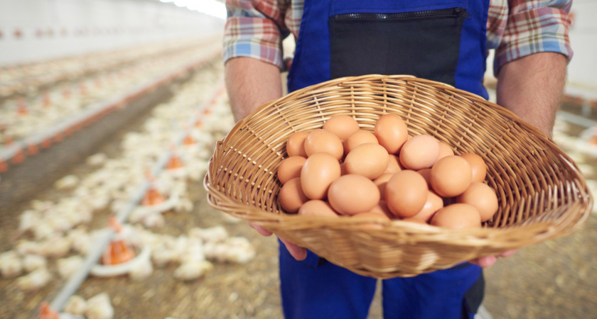 5 правил, как создать несушкам условия для стабильной кладки яиц зимой