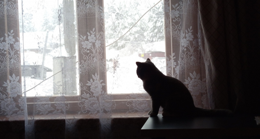 В воронежской квартире из-за внезапной смерти хозяйки домашние коты долго боролись за жизнь