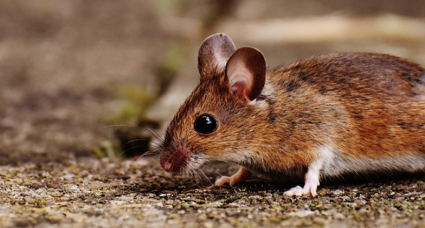 Не нужны ни яд, ни ловушки: избавиться от мышей и крыс в доме поможет одна хитрость - легко