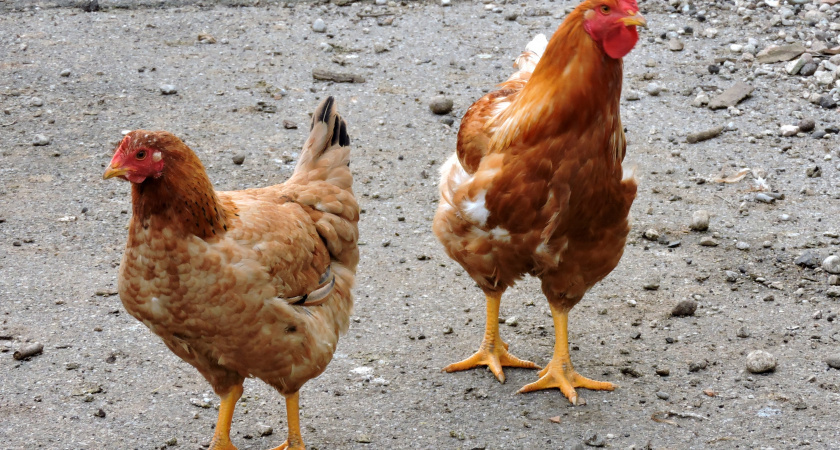 Поставьте в углу курятника — несушки завалят яйцами даже зимой: яйценоскость повысит простой продукт