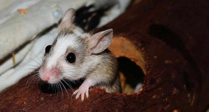 Мыши в панике: две капли — и вся серая армия бежит прочь. Новый способ защитить участок без яда