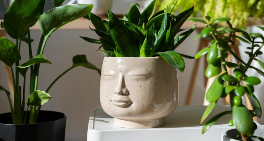 И замиокулькас и спатифиллум "заколосятся" без удобрений: 1 лист превратит лысые палки в зеленые джунгли