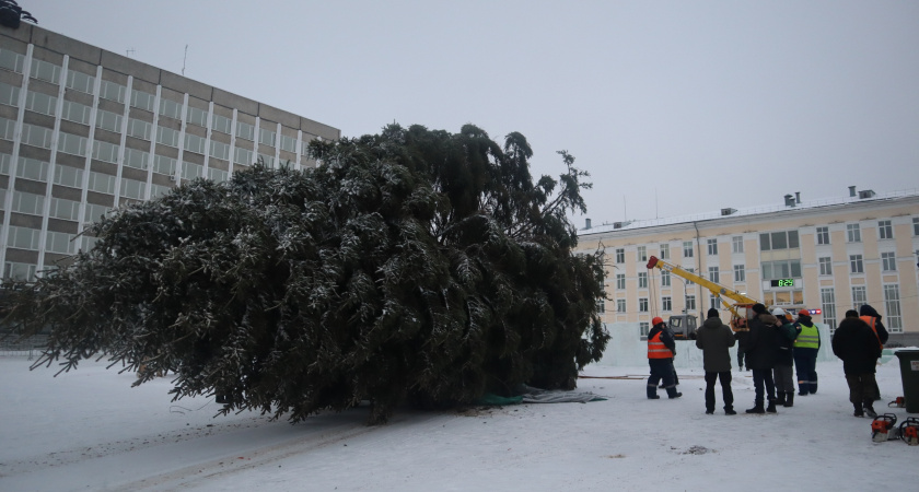 Жительница Воронежской области подарила новогоднюю ель землякам