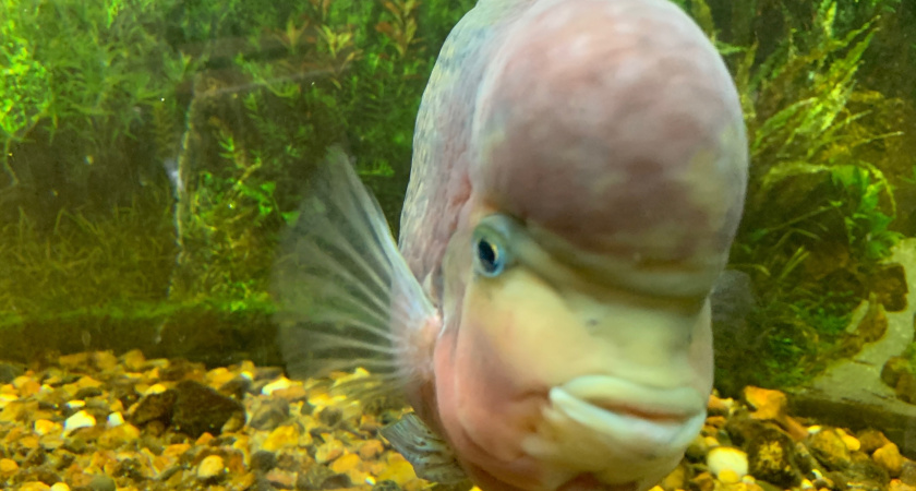 Экзотическую рыбу из Южной Америки поймали в воронежском водохранилище