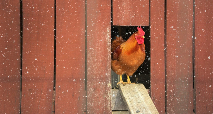 Сама не съем, а им со стола отдам: как один популярный овощ отучил моих кур болеть зимой