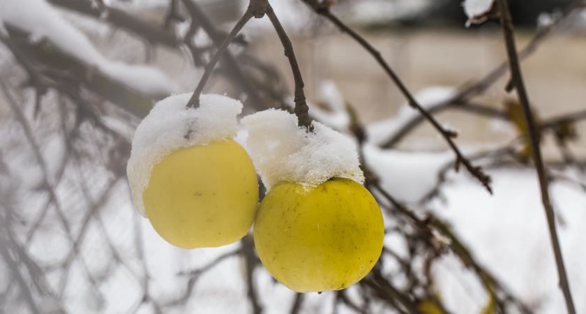 Как в декабре избавиться от мха и лишайника на деревьях: народный метод для любого сада — и без химии
