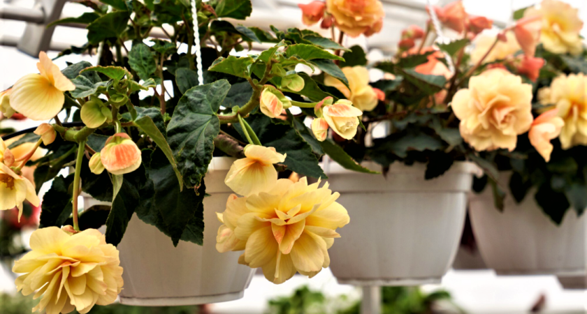 Посадите 5 семечек под Новый год — и к 8 Марта подоконник будет усыпан цветами. Запомнится на долгие годы