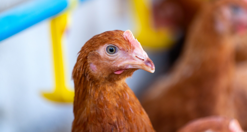 Как согреть кур зимой - не потратив ни копейки: метод глубокой подстилки