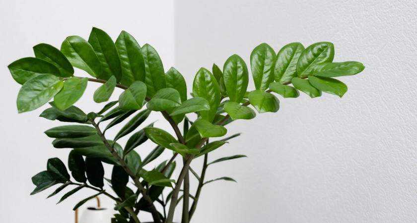 Листья побледнели, весь скукожился: простой раствор - и замиокулькас от энергии стартует в космос