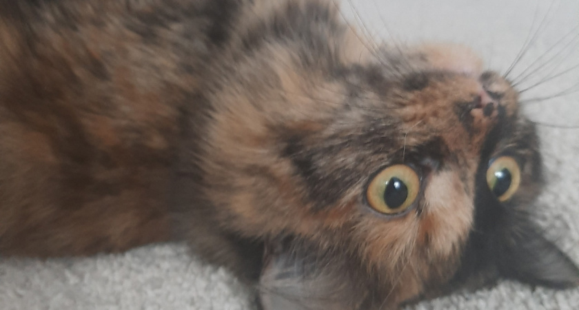 Для чего кошка трогает человека лапой: основные причины или что она этим хочет сказать