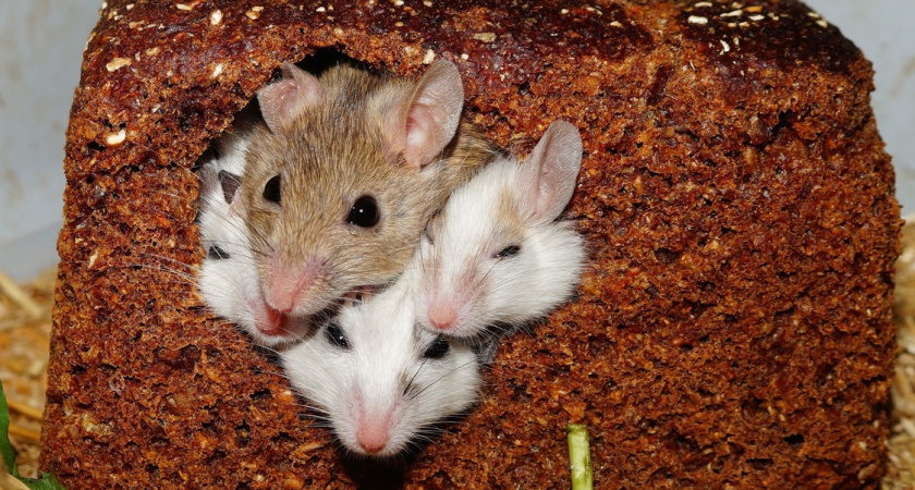 Как избавится от мышей навсегда подсказал мясник с рынка: самый эффективный метод, делюсь