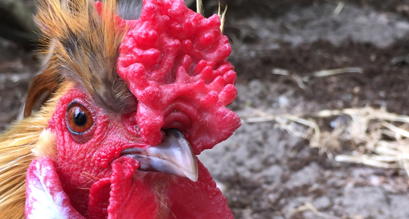 Какое мясо любят куры: польза, нормы и правила кормления несушек