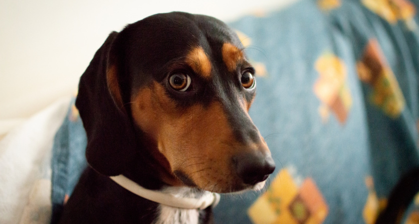 Чего боятся собаки в Новый год: Топ-10 самых страшных фобий