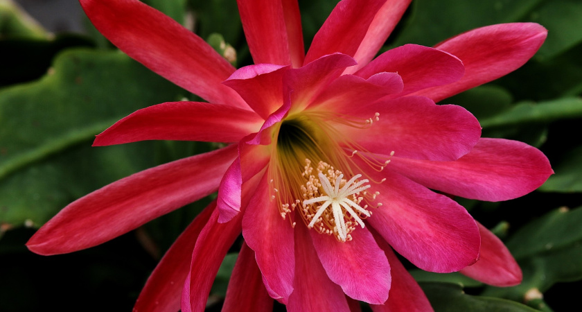 С декабря по февраль — не забудьте про декабрист: 1 ложка в горшок — и он зацветет ярче новогодней елки