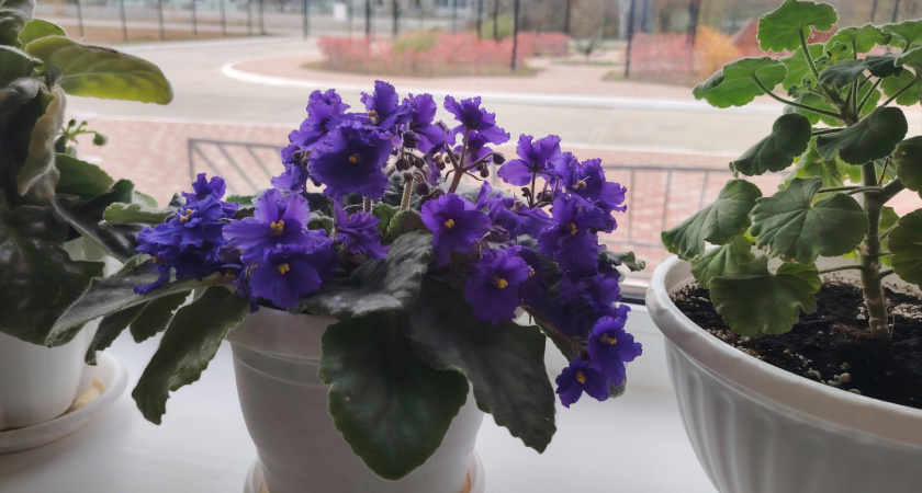 Поливайте фиалку зимой только так: 3 способа — цветение будет пышнее, чем весной и летом