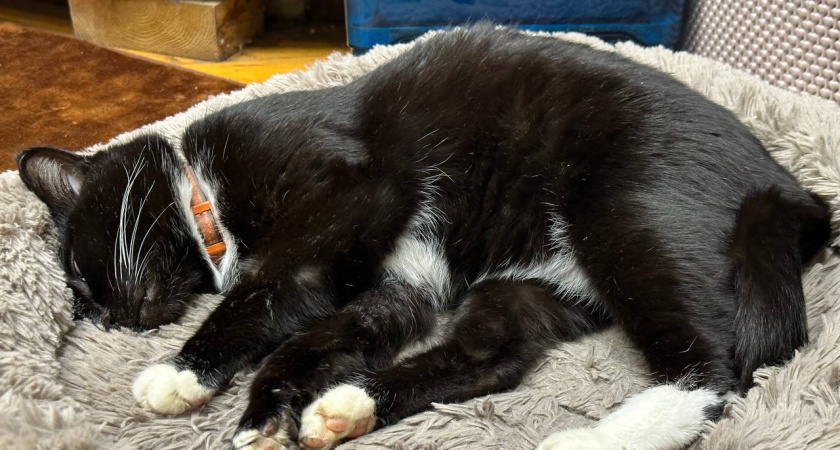 Больше не мучаюсь из-за запаха кошачьей мочи! Знакомая горничная научила избавляться от него всего за пару минут