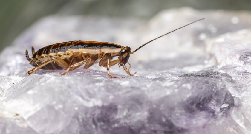 Забыл про тараканов и в квартире, и на даче - нужен 1 ингредиент и вода: 100% способ