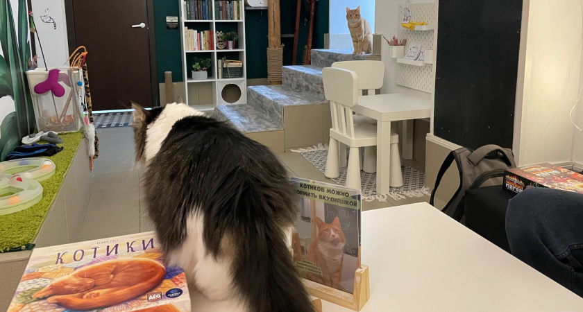 Узнает ли повзрослевшая кошка свою маму, братьев и сестер после того, как их разлучили в детстве?