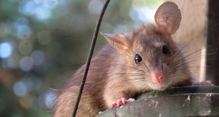 Крысы и близко не подходят к сараю: лавровый лист дал такой эффект, о котором никто не догадывался