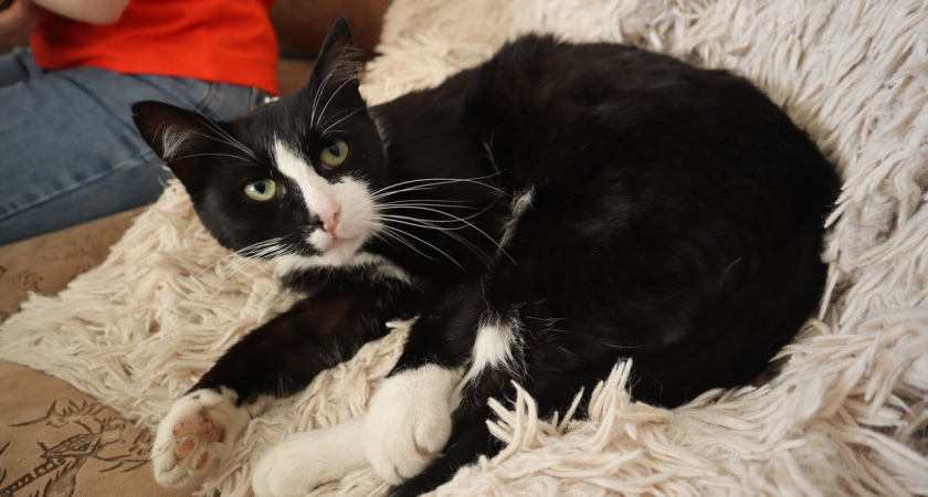 Чтобы сухой корм не стал отравом: 3 главных правила для хозяина кошки