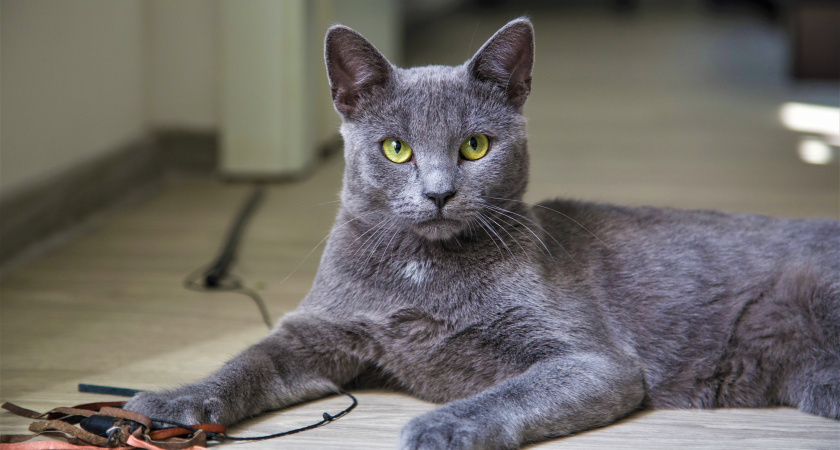 Кошка рядом, но не с вами: 5 сигналов, что она вас не любит. И вы их путаете с привязанностью