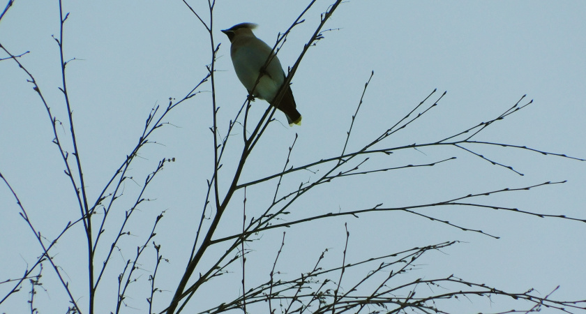 В Воронежской области ожидаются морозы и пасмурная погода без осадков