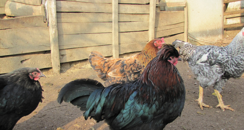 Как особое освещение в курятнике продлевает жизнь несушкам