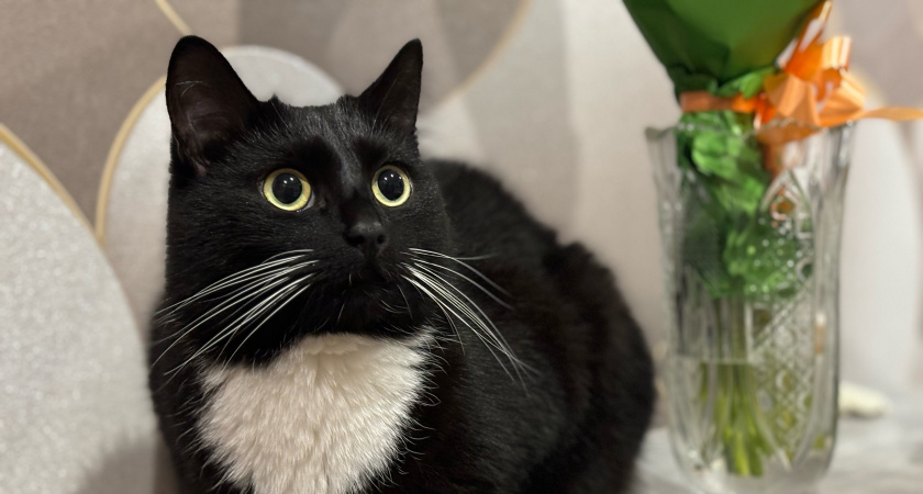 Миф о «несчастном котике»: почему зверю на улице может быть лучше, чем у вас на теплом диване