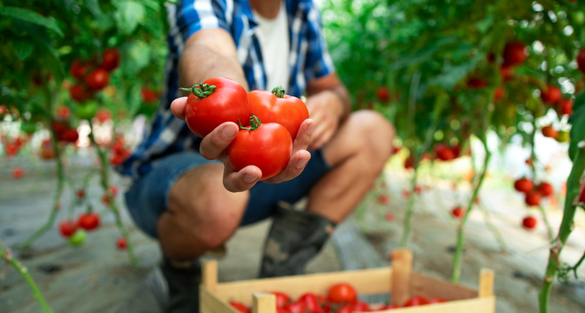 Мои фавориты и новички: 6 проверенных и 4 рискованных сорта - зря место на грядках не трачу