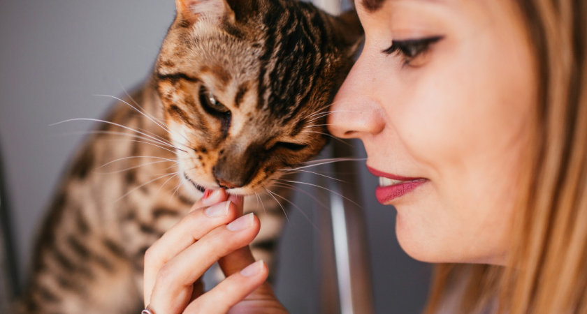 Они разрушат ваше жилище и превратят привычную жизнь в ад: породы кошек, которых "потянут" только опытные заводчики