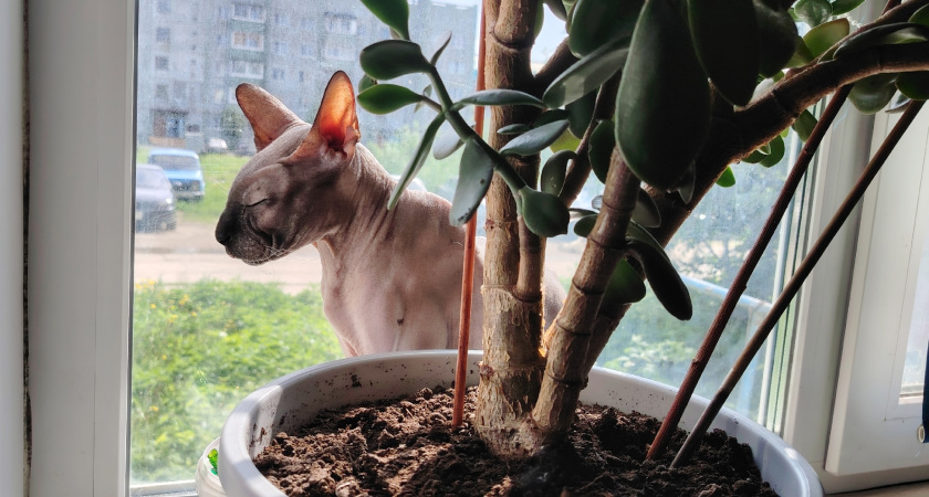 Учёные выяснили, зачем кошки подглядывают за хозяевами, и это потрясающе