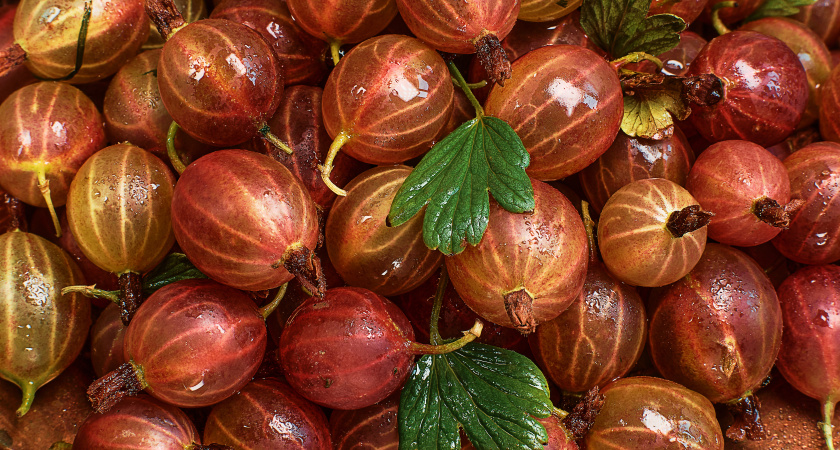 Крыжовник от этого балдеет: 5 правил для успешного выращивания куста — ягоды сладкие, медовые