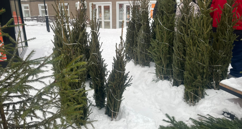 Воронежцев призывают не верить мифам о "новогодних" клещах