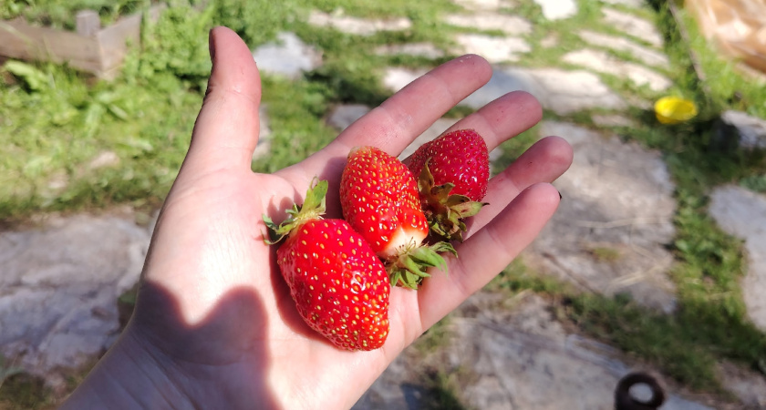 Сыплю 2 горсти зимой на грядки с клубникой прямо по снегу: летом снимаю урожай ведрами