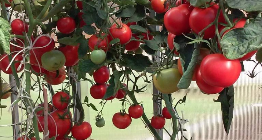 Один куст — гора плодов: экзотический томат, который превращает обычную грядку в витрину рынка тропических фруктов