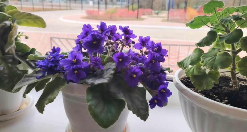 Фиалка от счастья оживёт: этот простой метод заставит сенполию цвести пышными шапками даже зимой