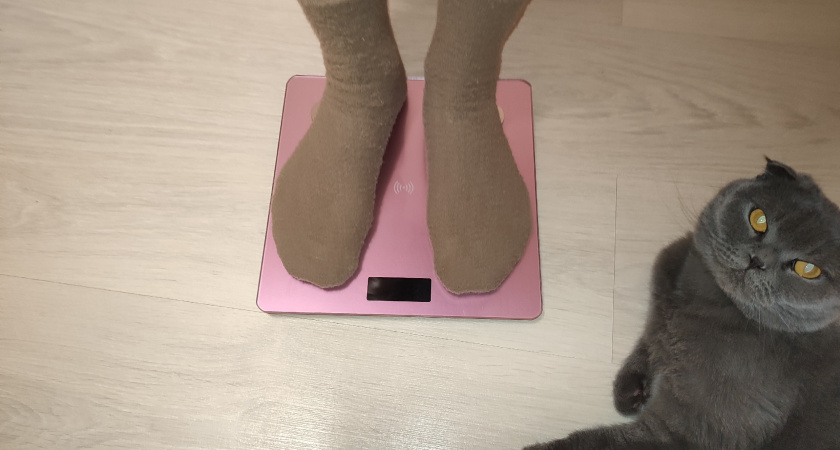 Как категорический нельзя называть кошку