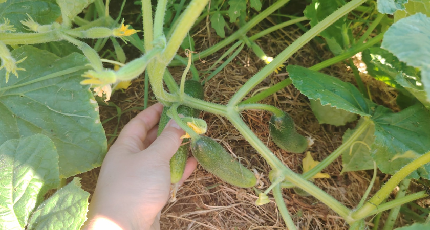 Этот сорт расхватали за 10 минут: сажаю 15 кустов, а собираю 80-85 кг огурцов - покупайте срочно, а то все сметут