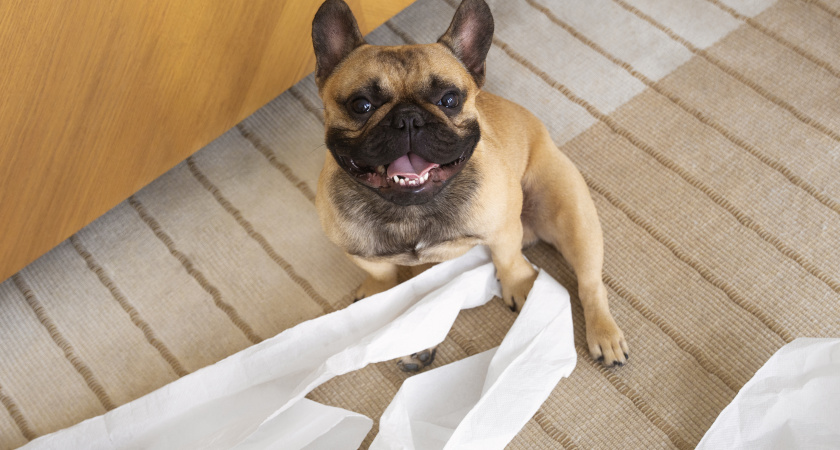 Зачем кошки и собаки «катаются на хвосте»: смешная привычка или крик о помощи