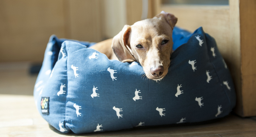 11 маленьких пород собак для жизни в квартире: умные, супер добрые, домашние