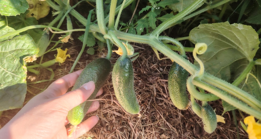 Дачники, запишите: 6 сортов семян огурцов отблагодарят за труды - ведрами урожая