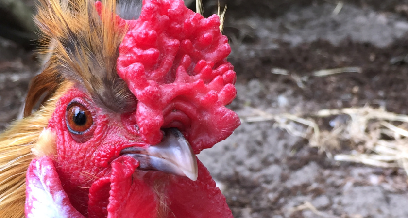 У куриц зимой больше не отвалятся гребешки от мороза: вот как утеплить курятник - 3 лучших способа