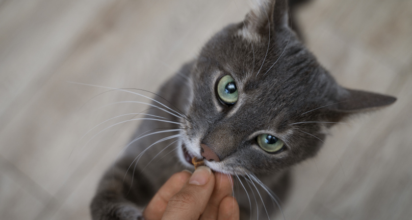 Не 1 и не 3 раза: вот сколько раз в день нужно кормить кошку - запомните навсегда