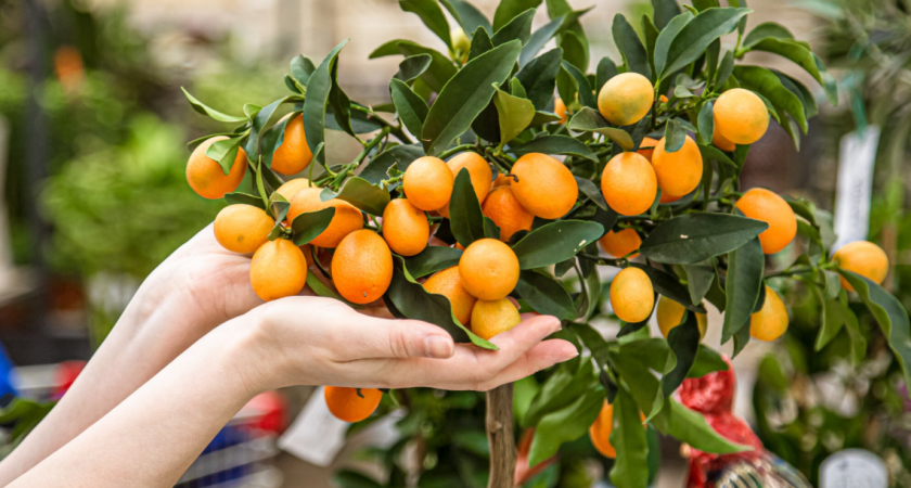 Как посадить косточки из мандарина с новогоднего стола и вырастить — в дачное дерево