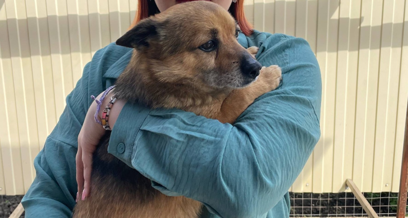 11 лучших овощей для собак, о которых вам нужно знать