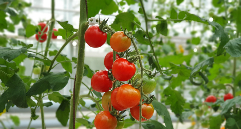 Для квартиры — идеальный сорт черри: без ламп и подкормок — урожай прет сам круглый год